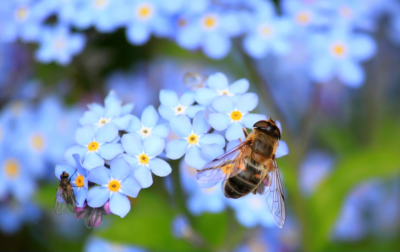 Je bekijkt nu Uitvoeringsagenda biodiversiteit: Het standpunt van Boeren Burgers Waterbelang